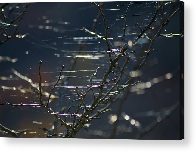 Spider Webs Acrylic Print featuring the photograph Web Dance by Lisa Burbach