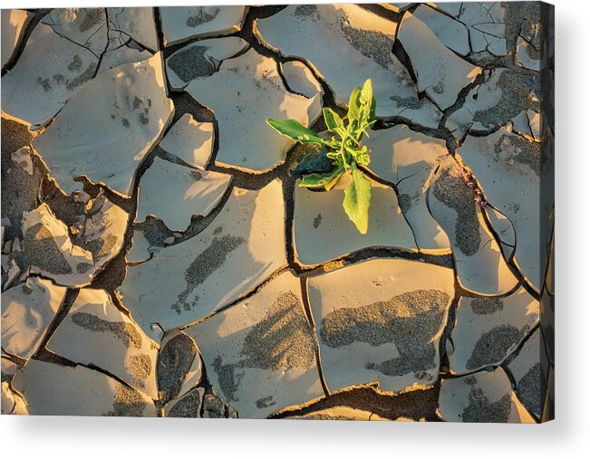 Estock Acrylic Print featuring the digital art Weed Growing Out Of Parched Earth by Manfred Bortoli