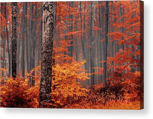 Mist Acrylic Print featuring the photograph Welcome To Orange Forest by Evgeni Dinev