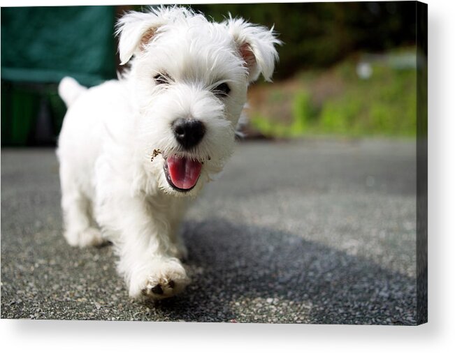 Pets Acrylic Print featuring the photograph West Highland Terrier Female by Chris Cole