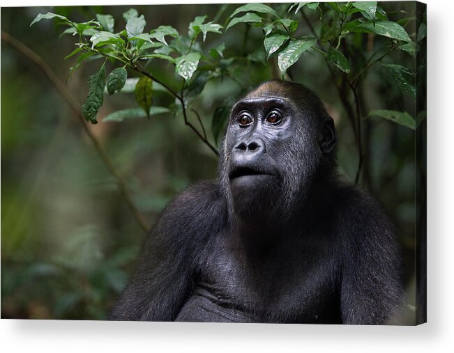 Black Color Acrylic Print featuring the photograph Western Lowland Gorilla Juvenile Female by Anup Shah