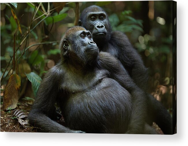 Male Animal Acrylic Print featuring the photograph Western Lowland Gorilla Juvenile Males by Anup Shah