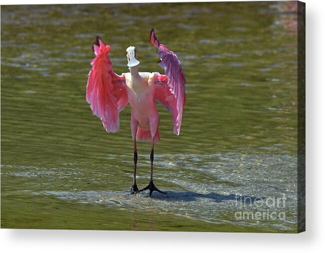 Roseate Spoonbill Acrylic Print featuring the photograph What's Up by Liz Grindstaff