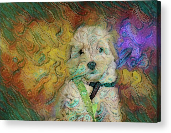 Dog Acrylic Print featuring the photograph Whimsical Jynx by Ches Black