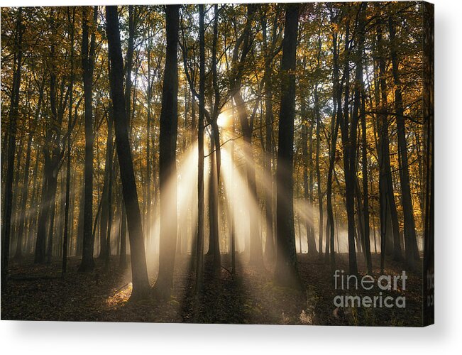 Whispers Of The Forest Acrylic Print featuring the photograph Whispers of the Forest by Rachel Cohen
