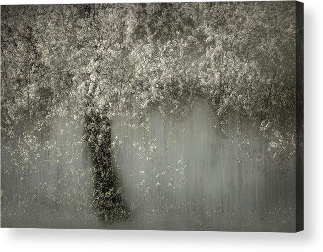 Spring Acrylic Print featuring the photograph White Blossom by Nel Talen