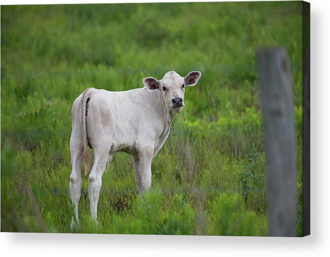 Animal Acrylic Print featuring the photograph White Calf Says Moove Along by T Lynn Dodsworth