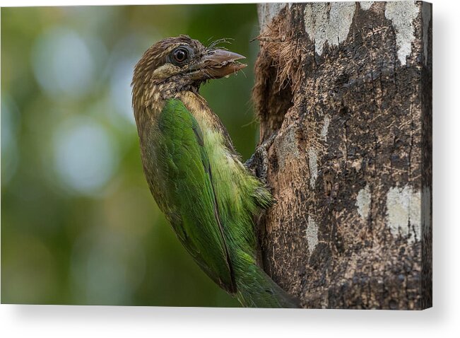 India Acrylic Print featuring the photograph White-cheeked Barbet Bird by Patrick Dessureault