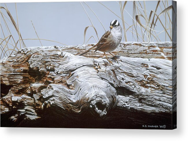 A White Crowned Sparrow Rests On A Fallen Tree. Acrylic Print featuring the painting White Crowned Sparrow by Ron Parker
