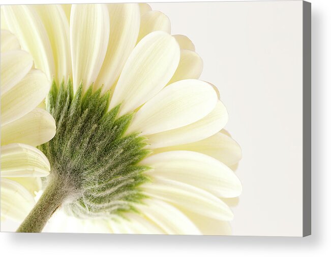 Gerbera Daisy Acrylic Print featuring the photograph White Gerbera Daisy by Cindi Ressler