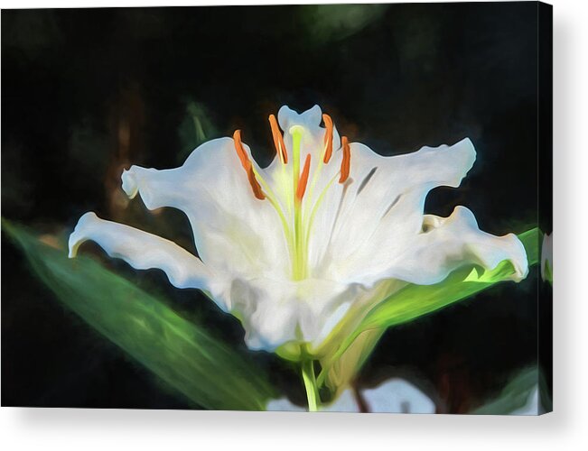 White Lily Acrylic Print featuring the photograph White Lily by Alan Goldberg
