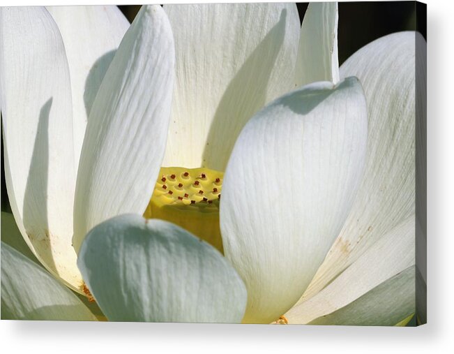 Nature Acrylic Print featuring the photograph White Lotus Flower by Sheila Brown