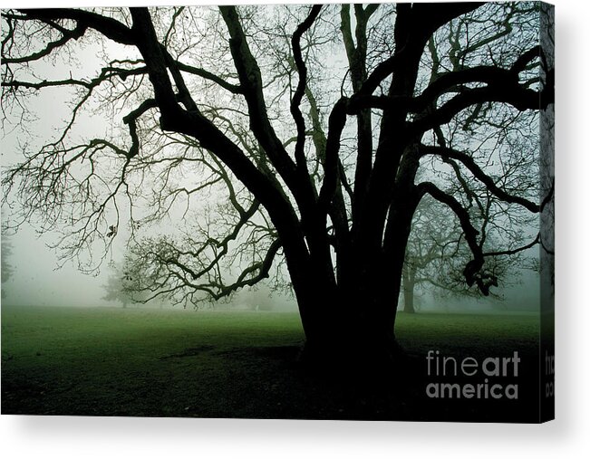 Fog Acrylic Print featuring the photograph White Oak in Fog by Rich Collins