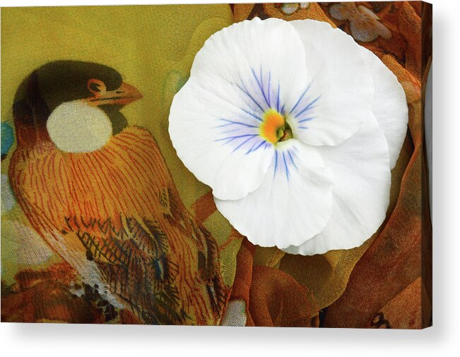 Pansy Flower Acrylic Print featuring the photograph White Pansy Flower. by Terence Davis