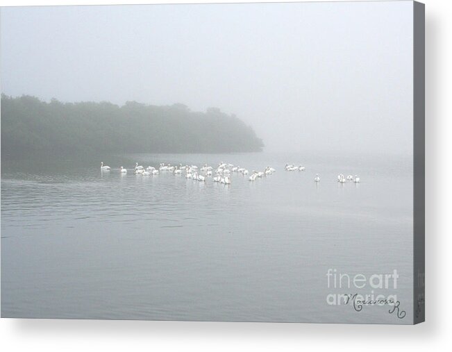 Nature Acrylic Print featuring the photograph White Pelicans on a Foggy Morning by Mariarosa Rockefeller