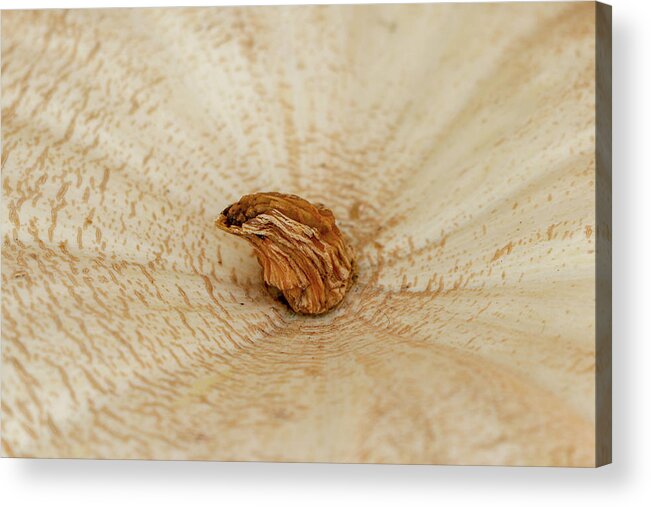 Pumpkin Acrylic Print featuring the photograph White Pumpkin Stem by Mary Anne Delgado