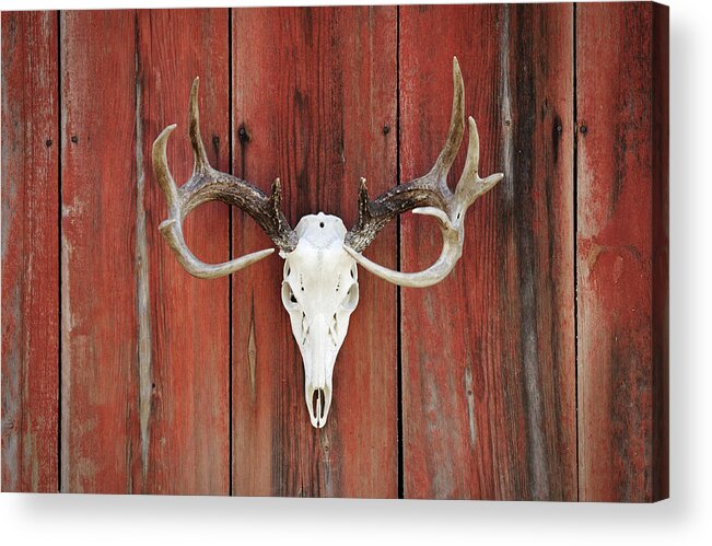 Animal Skull Acrylic Print featuring the photograph Whitetail Deer Rack On Barnwood by Nater23