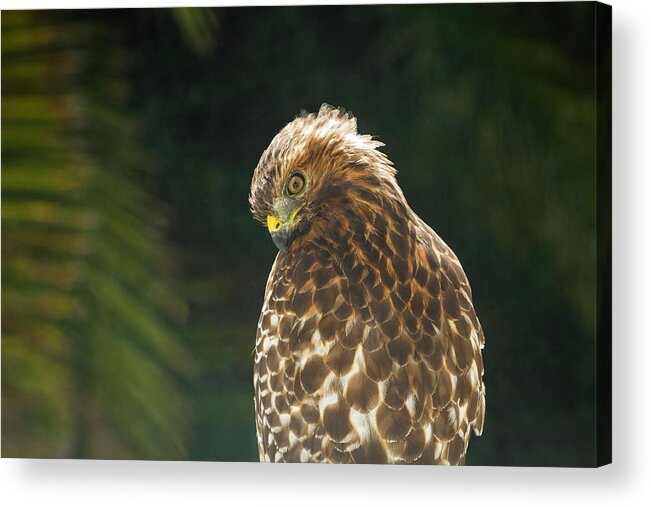 Who Ya Lookin At Acrylic Print featuring the photograph Who Ya Lookin At by Bonnie Follett