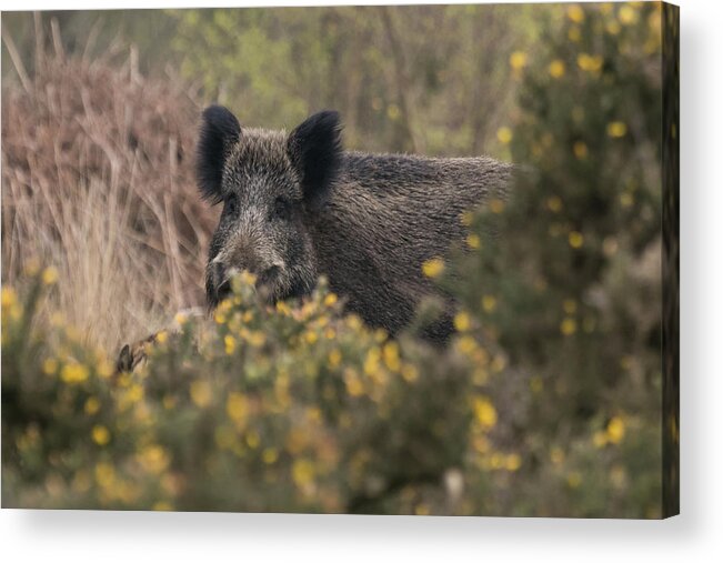 Wildlifephotograpy Acrylic Print featuring the photograph Wild Boar Sow by Wendy Cooper