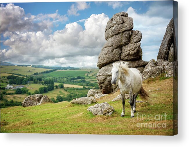Horse Acrylic Print featuring the photograph Wild Dartmoor Pony by Delphimages Photo Creations