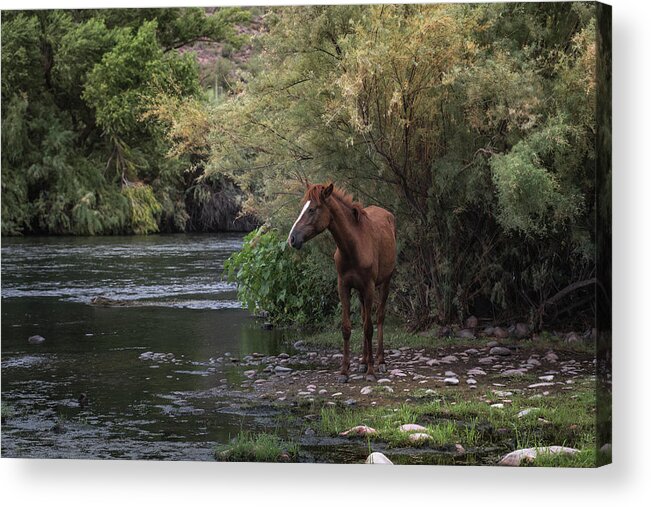 Horse Acrylic Print featuring the photograph Wild horse by Ralph Vazquez
