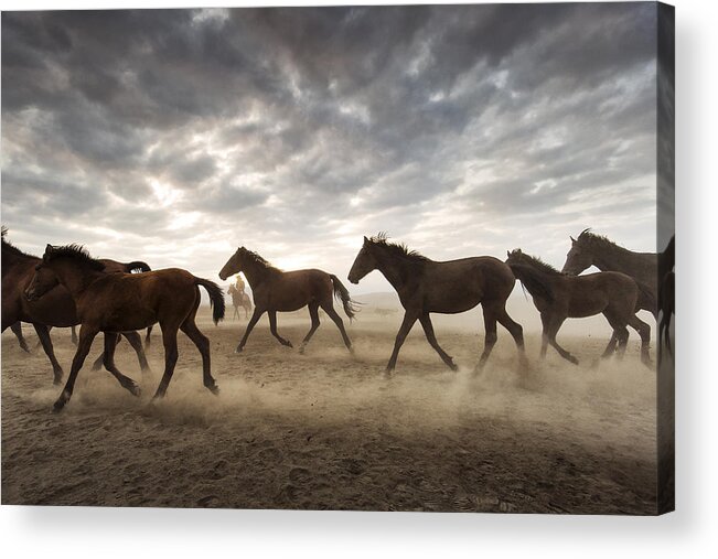 Horse Acrylic Print featuring the photograph Wild Horses by Dan Mirica