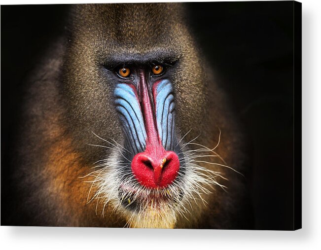 Mandrill Acrylic Print featuring the photograph Wild Mandrill In Black by Alessandro Catta
