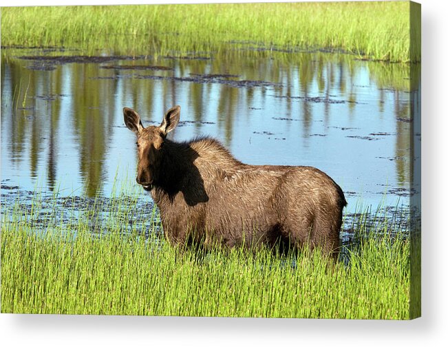 Grass Acrylic Print featuring the photograph Wild Moose Alces Alces In Pond Along by Mark Newman
