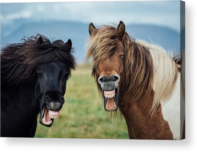 Humor Acrylic Print featuring the photograph Wild Smile by Nir Amos