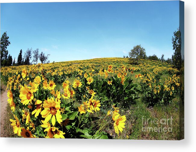 Wildflowers Acrylic Print featuring the photograph Wildflower Season by Sylvia Cook