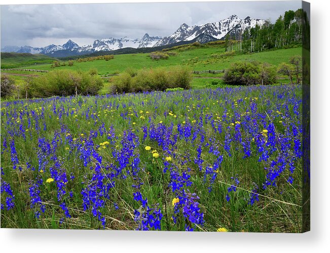 Ouray Acrylic Print featuring the photograph Wildflowers along Last Dollar Road by Ray Mathis