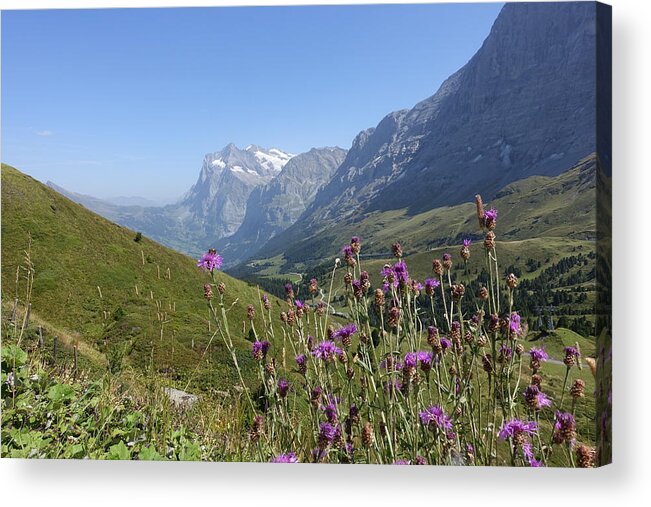 Flowers Acrylic Print featuring the photograph Wildflowers along the hike by Patricia Caron