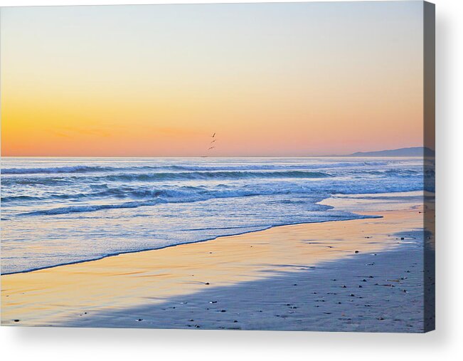 California Beach Acrylic Print featuring the photograph Wind n Sea Bird Flight at Sunset by Catherine Walters