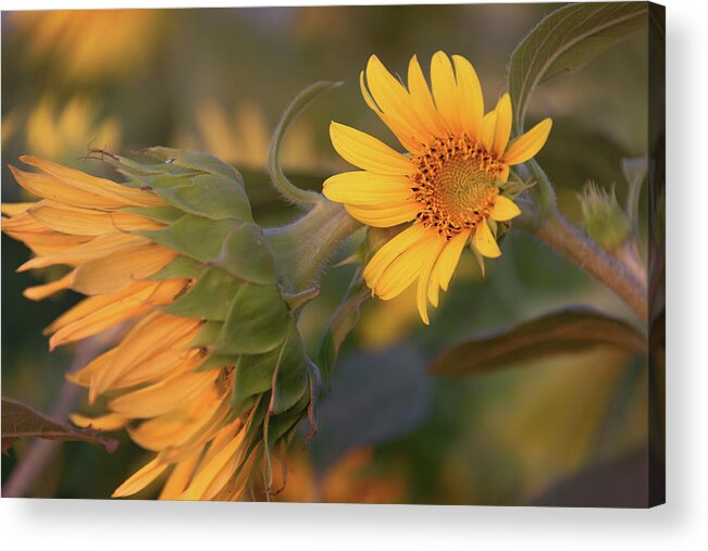 Landscape Acrylic Print featuring the photograph Winding Down by Laura Macky