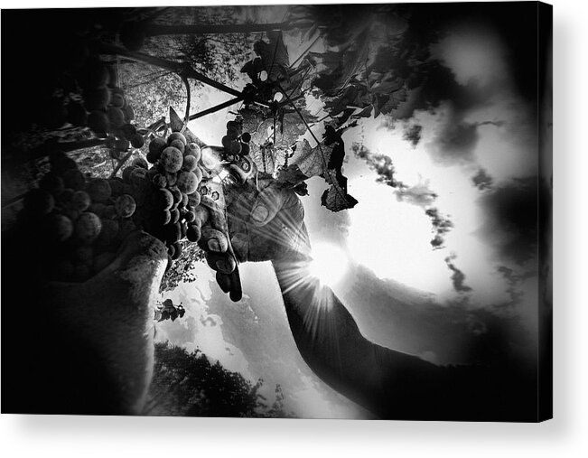 Food Acrylic Print featuring the photograph Wine Forever by Giordano Affolti