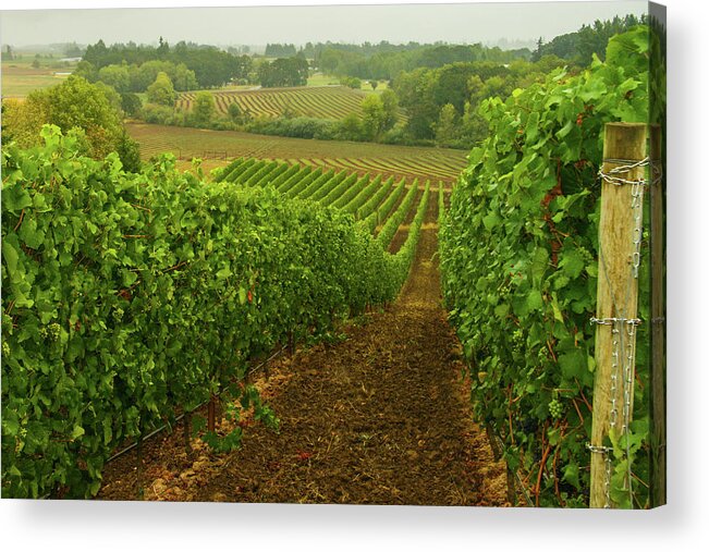Vineyard Acrylic Print featuring the photograph Drink Up The Sights Of This Bucolic Spring Vineyard by Leslie Struxness
