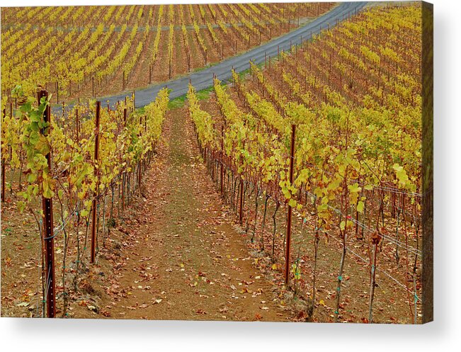 Wine Time Vines 2 Acrylic Print featuring the photograph Wine Time Vines 2 by Susan Vizvary Photography
