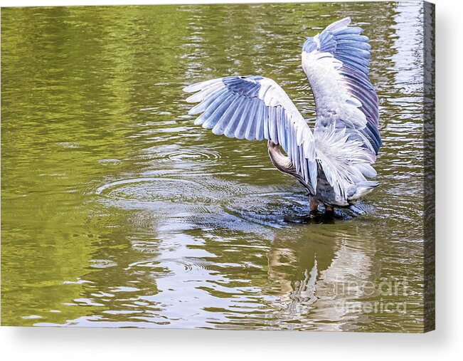 Great Blue Heron Acrylic Print featuring the photograph Wing Exercise by Kate Brown