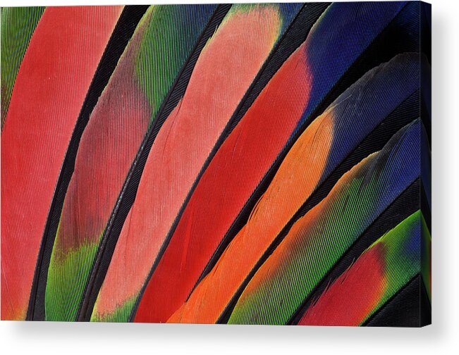 In A Row Acrylic Print featuring the photograph Wing Feather Design Of Amazon Parrot by Darrell Gulin