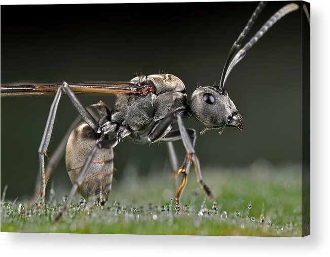 Macro Acrylic Print featuring the photograph Winged-carpenter Ant by Donald Jusa