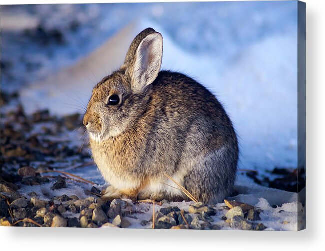 Rabbit Acrylic Print featuring the photograph Winter Rabbit by Christopher Johnson