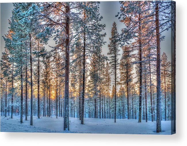 Tree Acrylic Print featuring the photograph Winter Sunset in Riisitunturi by Roberta Kayne