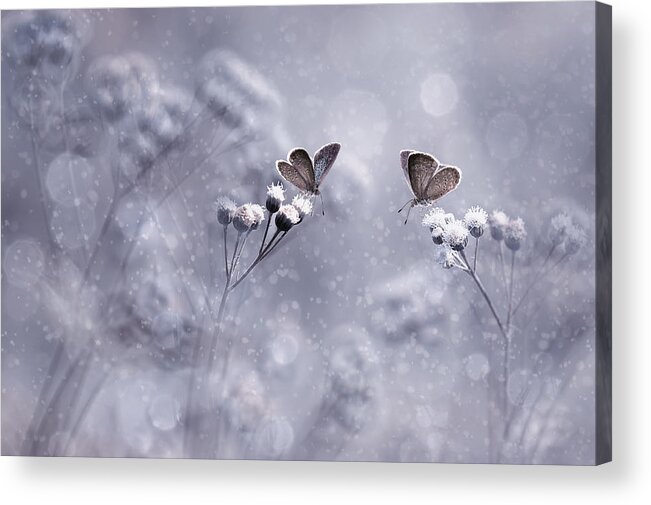 Butterfly Acrylic Print featuring the photograph Winter With You by Edy Pamungkas