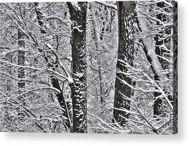 Snow Acrylic Print featuring the photograph Winter Wonderland by Don Wolf