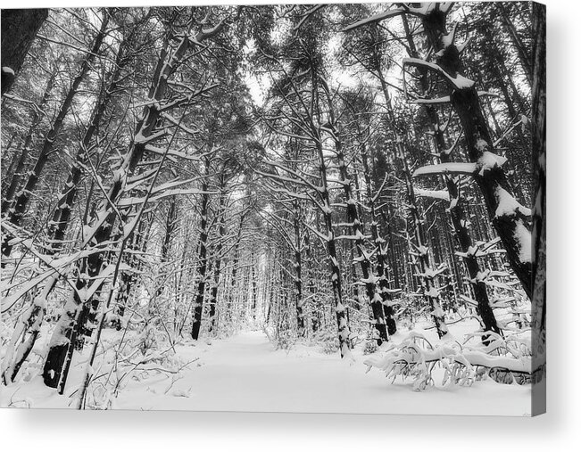Fresh Acrylic Print featuring the photograph Winter Woods by Owen Weber