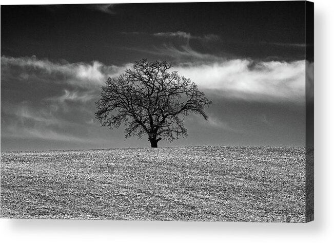 B&w Black And White Tree Lonely Solitary Field Stubble Corn Hilltop Cloud Sky Stark Horizontal Wi Wisconsin Countryside Acrylic Print featuring the photograph Wisconsin Sentinel - Lonely tree atop a Wisconsin hilltop by Peter Herman