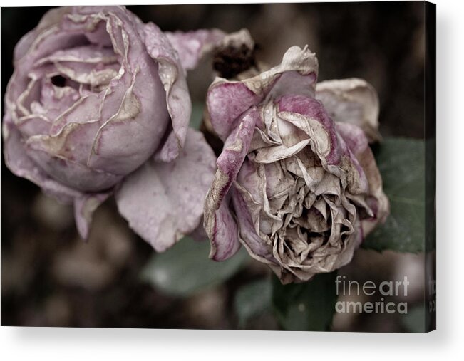 Aging Process Acrylic Print featuring the photograph Withered Red Rose,view In Macro by Yaorusheng