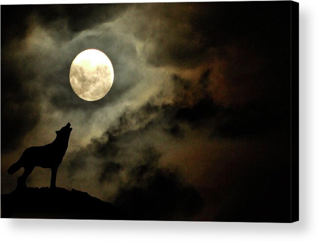 Animal Themes Acrylic Print featuring the photograph Wolf Moon by Barbara Eddowes
