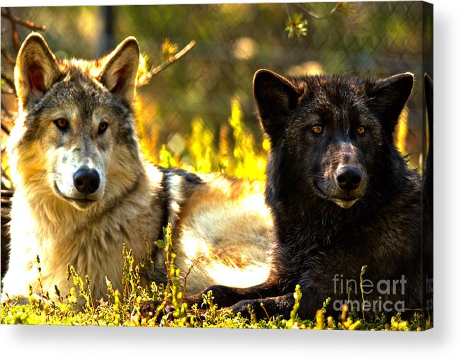 Wolf Acrylic Print featuring the photograph Wolf Pups At Rest by Adam Jewell