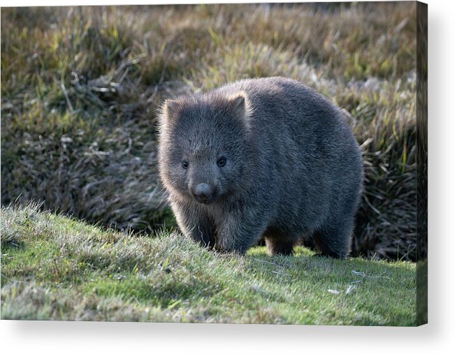 Wombat Acrylic Print featuring the photograph Wombat by Patrick Nowotny